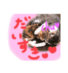可愛い 子猫 (ジル＆ミケ)（個別スタンプ：39）