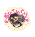 可愛い 子猫 (ジル＆ミケ)（個別スタンプ：40）