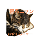 京急三崎口猫駅長No3（個別スタンプ：2）