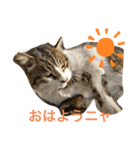 京急三崎口猫駅長No3（個別スタンプ：3）