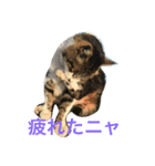 京急三崎口猫駅長No3（個別スタンプ：4）