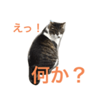 京急三崎口猫駅長No3（個別スタンプ：5）