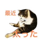 京急三崎口猫駅長No3（個別スタンプ：6）