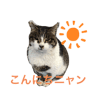京急三崎口猫駅長No3（個別スタンプ：7）