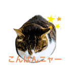 京急三崎口猫駅長No3（個別スタンプ：8）