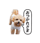 くるみのスーパースタンプ2（個別スタンプ：4）