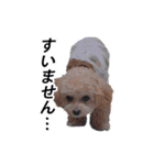 くるみのスーパースタンプ2（個別スタンプ：5）