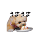 くるみのスーパースタンプ2（個別スタンプ：15）