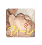 ねこの日常(茶トラとはちわれ 3 )（個別スタンプ：1）