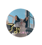 ねこの日常(茶トラとはちわれ 3 )（個別スタンプ：2）