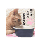 ねこの日常(茶トラとはちわれ 3 )（個別スタンプ：3）