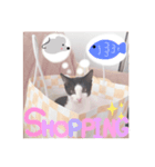 ねこの日常(茶トラとはちわれ 3 )（個別スタンプ：4）