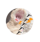 ねこの日常(茶トラとはちわれ 3 )（個別スタンプ：5）