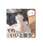 ねこの日常(茶トラとはちわれ 3 )（個別スタンプ：6）