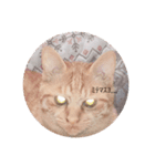 ねこの日常(茶トラとはちわれ 3 )（個別スタンプ：7）