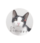 ねこの日常(茶トラとはちわれ 3 )（個別スタンプ：8）