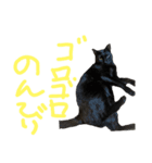 イヌネコ仲良しコンビ 第2弾（個別スタンプ：5）