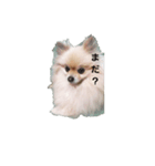 Kingまろん（個別スタンプ：1）