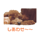 トイプードルのぷぅとトイ（個別スタンプ：4）