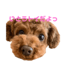 トイプードルのぷぅとトイ（個別スタンプ：7）