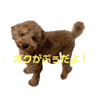 トイプードルのぷぅとトイ（個別スタンプ：8）