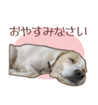 愛犬ミルキーちゃん 2（個別スタンプ：1）