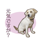 愛犬ミルキーちゃん 2（個別スタンプ：3）