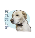 愛犬ミルキーちゃん 2（個別スタンプ：7）