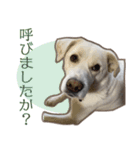 愛犬ミルキーちゃん 2（個別スタンプ：8）