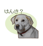 愛犬ミルキーちゃん 2（個別スタンプ：10）