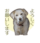 愛犬ミルキーちゃん 2（個別スタンプ：11）