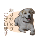 愛犬ミルキーちゃん 2（個別スタンプ：12）