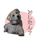 愛犬ミルキーちゃん 2（個別スタンプ：13）