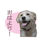 愛犬ミルキーちゃん 2（個別スタンプ：14）
