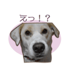 愛犬ミルキーちゃん 2（個別スタンプ：15）