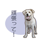 愛犬ミルキーちゃん 2（個別スタンプ：17）