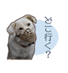 愛犬ミルキーちゃん 2（個別スタンプ：18）