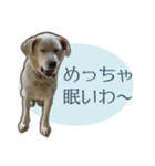 愛犬ミルキーちゃん 2（個別スタンプ：19）