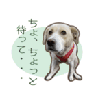 愛犬ミルキーちゃん 2（個別スタンプ：20）