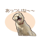 愛犬ミルキーちゃん 2（個別スタンプ：24）