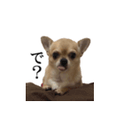 うちのあんまり可愛くないチワワ（個別スタンプ：7）