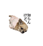 うちのあんまり可愛くないチワワ（個別スタンプ：24）