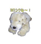 綿いぬ（個別スタンプ：4）