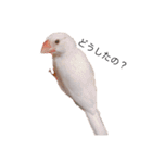 可愛い白文鳥（個別スタンプ：1）