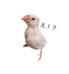 可愛い白文鳥（個別スタンプ：2）