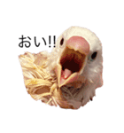 可愛い白文鳥（個別スタンプ：3）