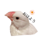 可愛い白文鳥（個別スタンプ：4）