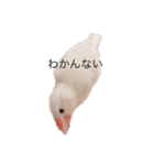 可愛い白文鳥（個別スタンプ：8）
