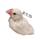 可愛い白文鳥（個別スタンプ：9）