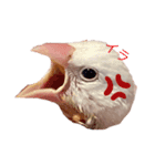 可愛い白文鳥（個別スタンプ：10）